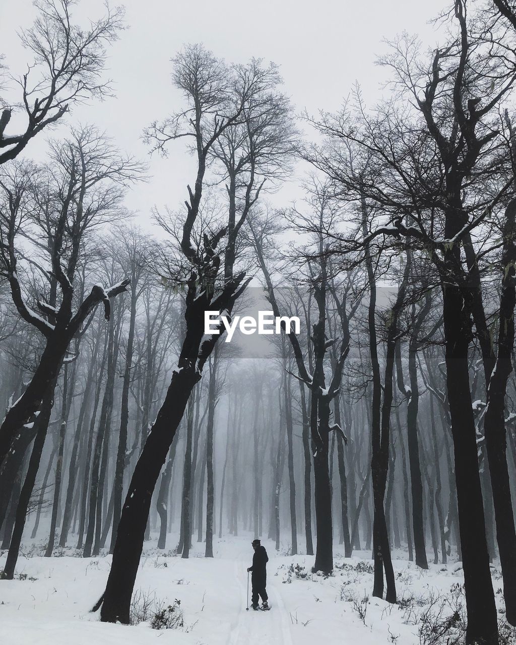 Trees on snow covered land during winter