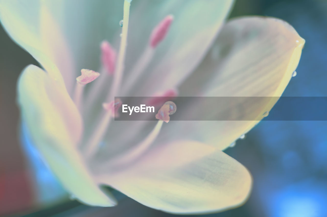 Macro shot of white pink flowering plant