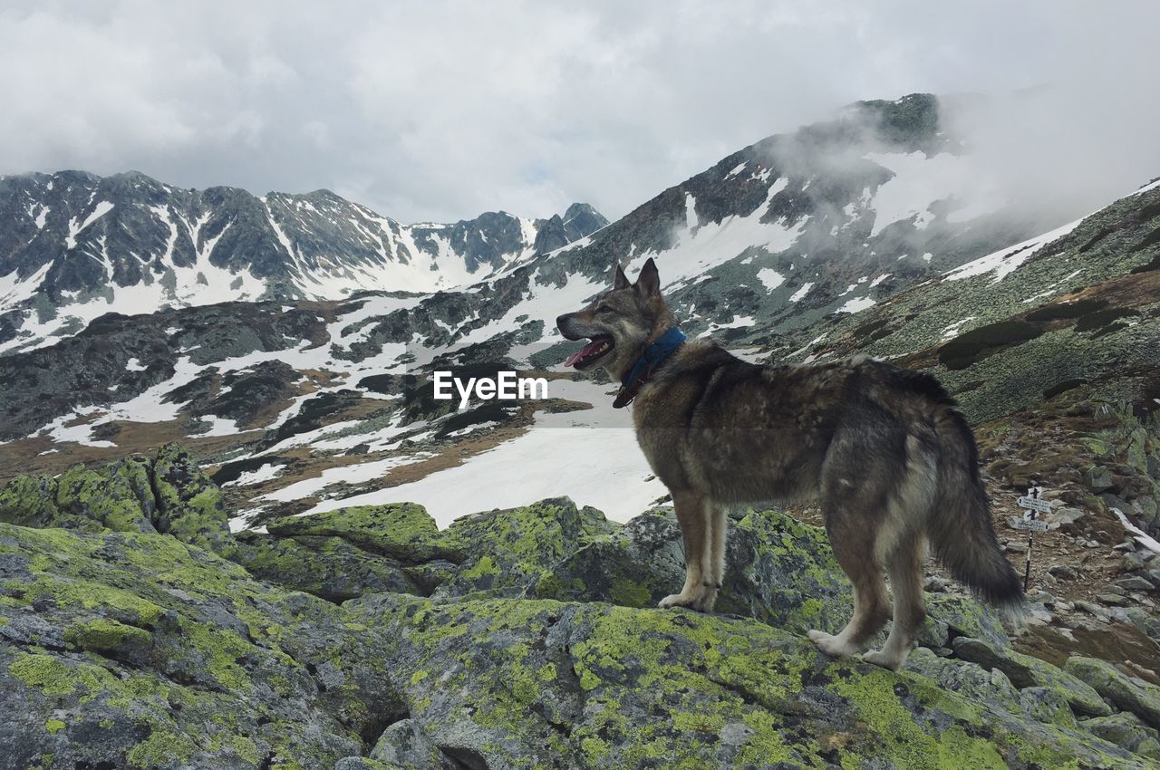VIEW OF DOG STANDING ON MOUNTAIN
