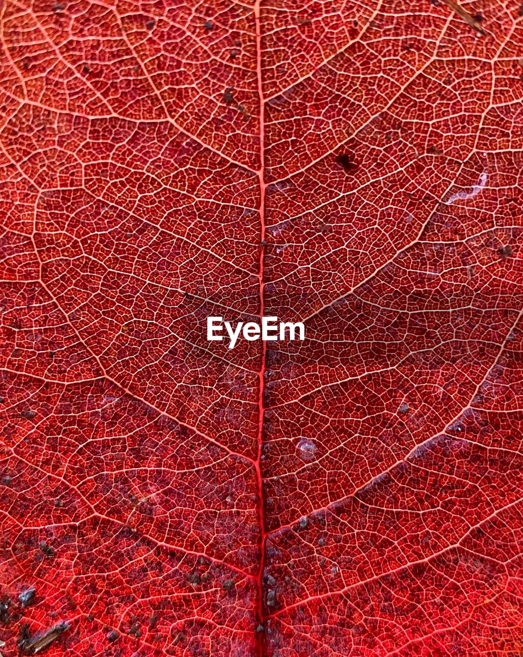 red, full frame, backgrounds, leaf, no people, pattern, textured, plant part, close-up, leaf vein, plant, nature, autumn, day, line, outdoors, maple leaf, tree, flooring, flower, abstract