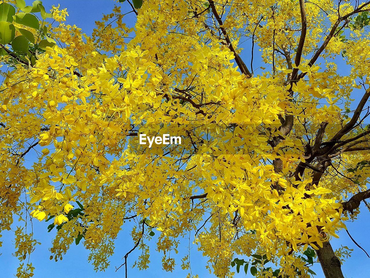 LOW ANGLE VIEW OF YELLOW FLOWERING TREE