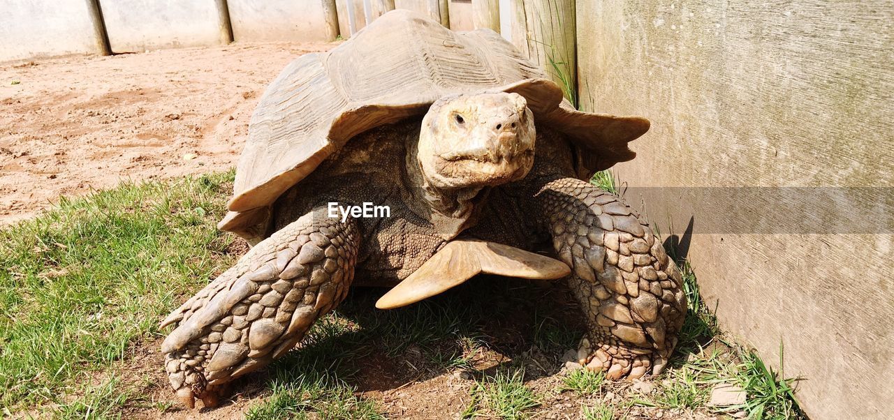 Close-up of turtle