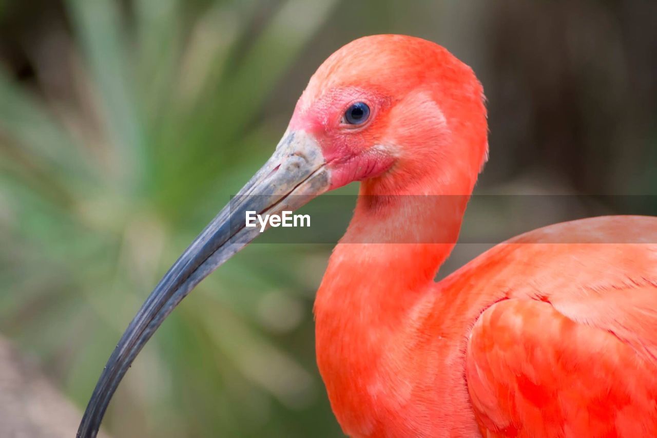 Close-up of red bird