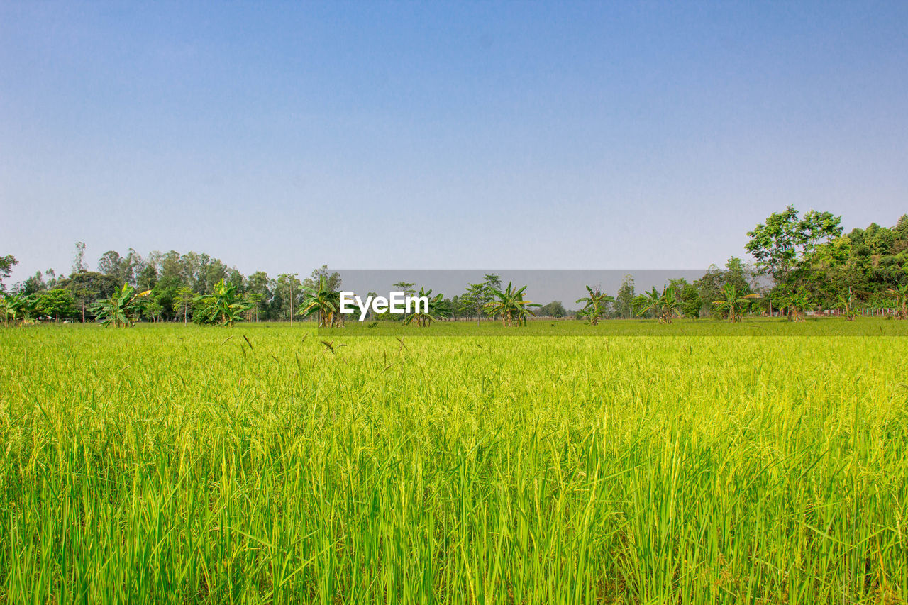 SCENIC VIEW OF FARM AGAINST CLEAR SKY