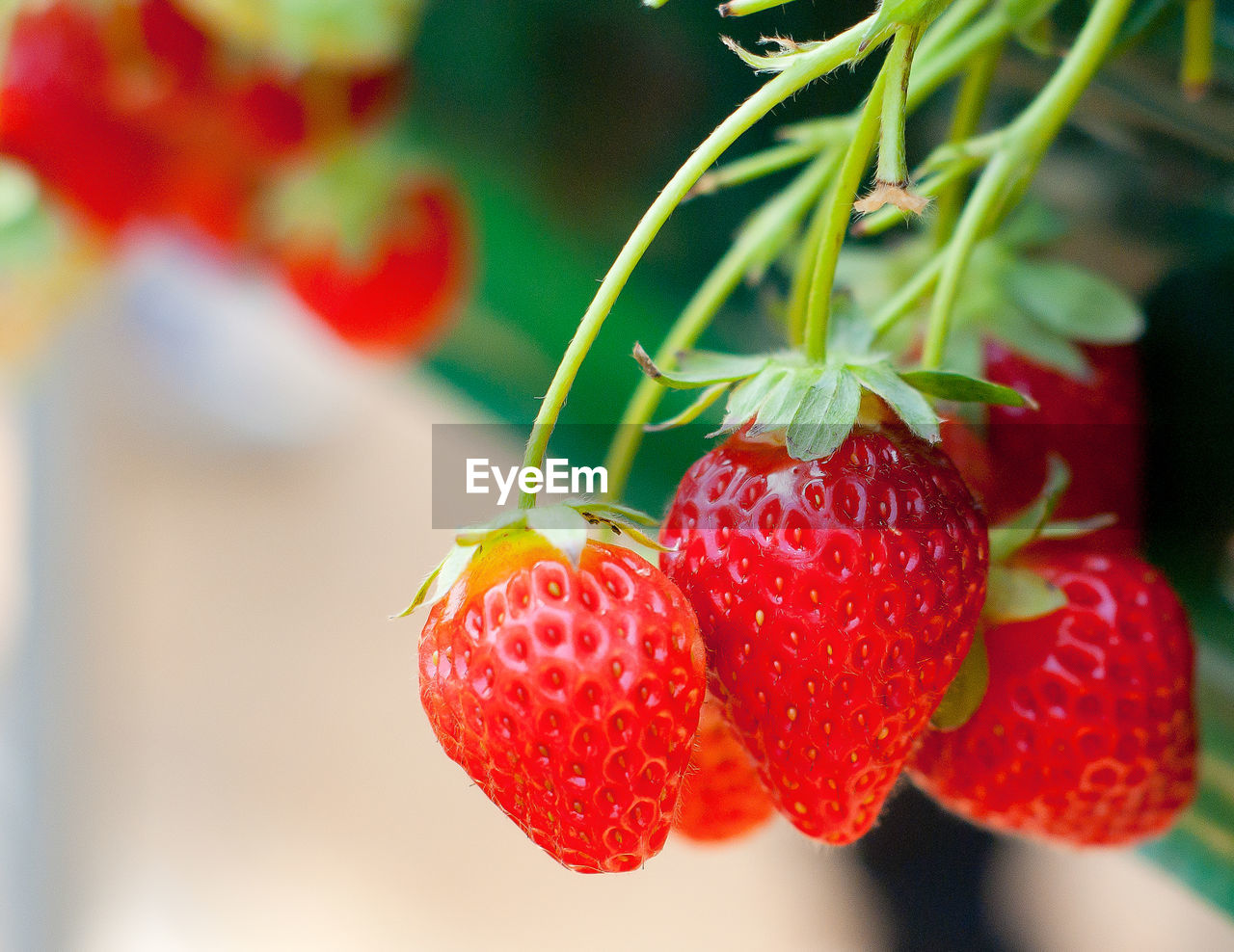 CLOSE-UP OF STRAWBERRIES ON RED BERRIES