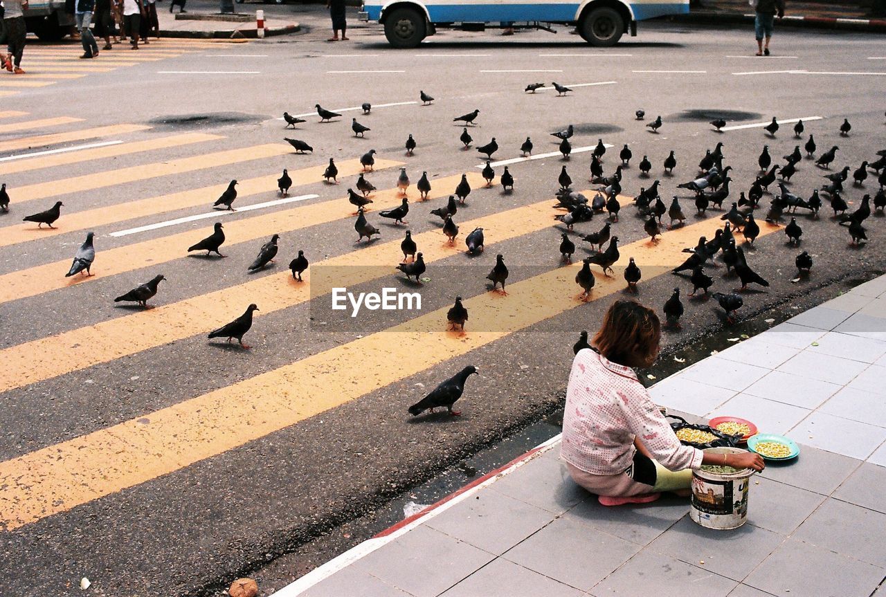 Rear view of girl sitting on sidewalk by pigeons on road