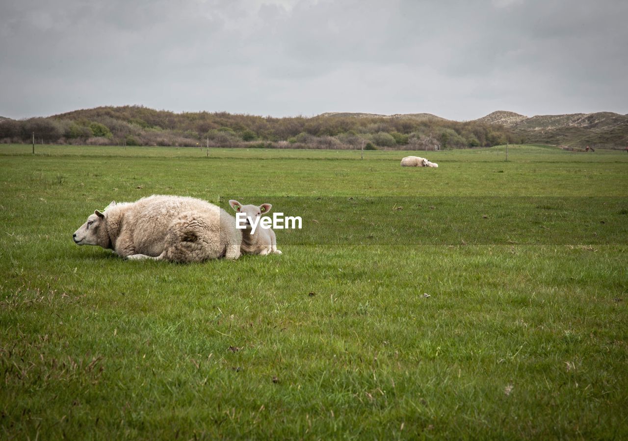 SHEEP ON FIELD