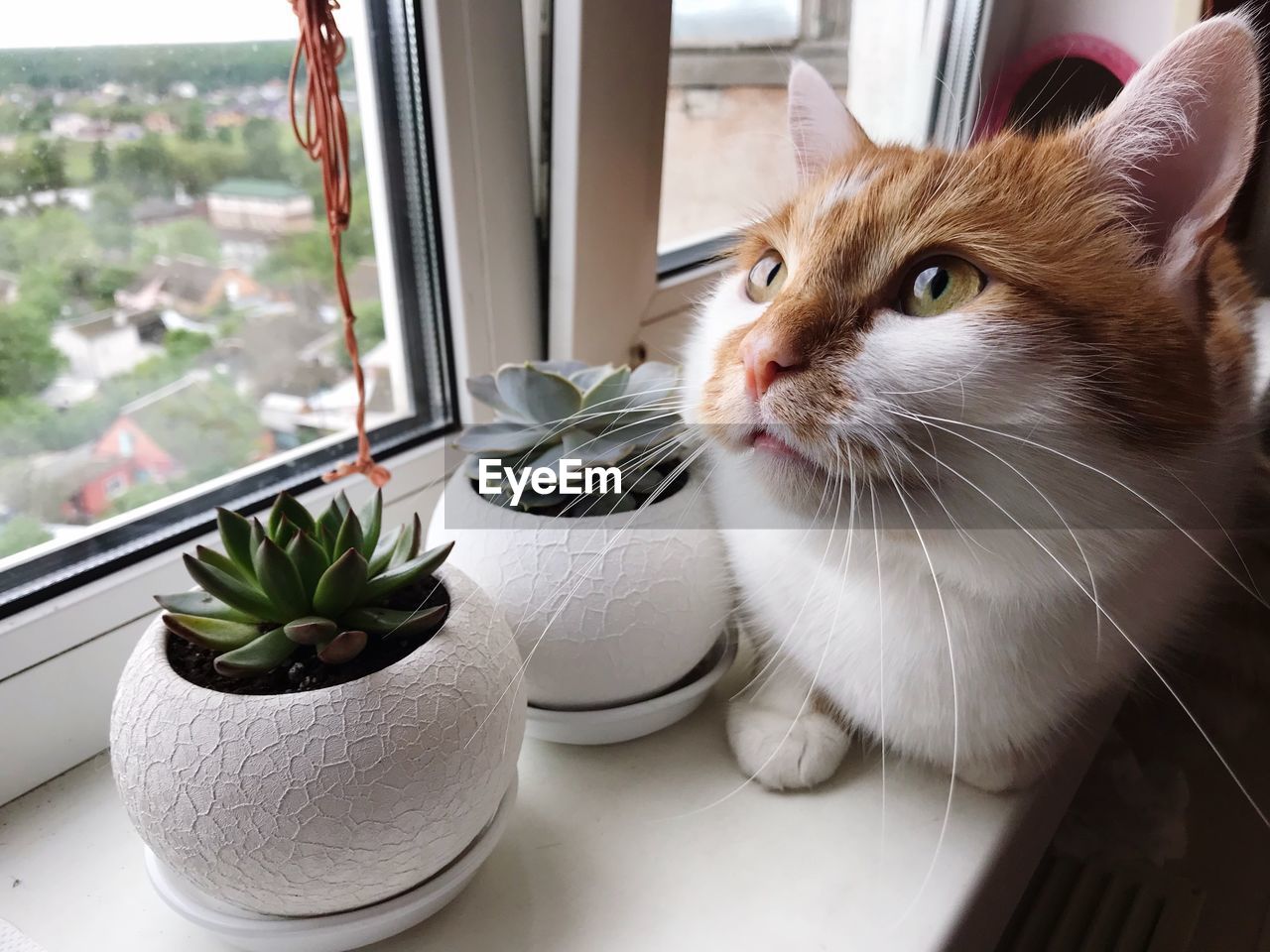 CLOSE-UP OF CAT BY POTTED PLANTS ON TABLE