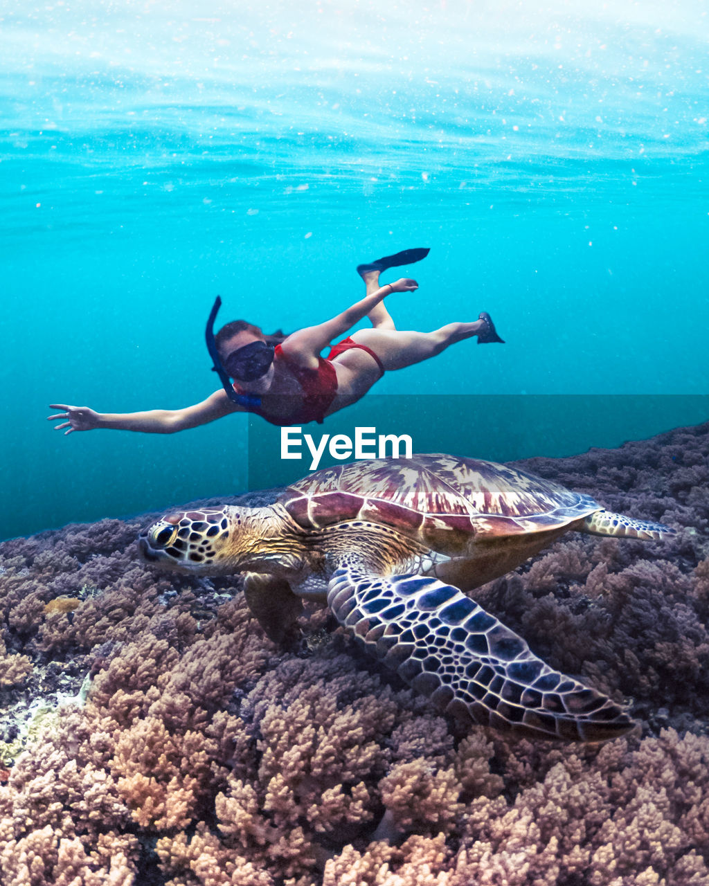 Girl freediving in the ocean with a wild sea turtle and coral reef
