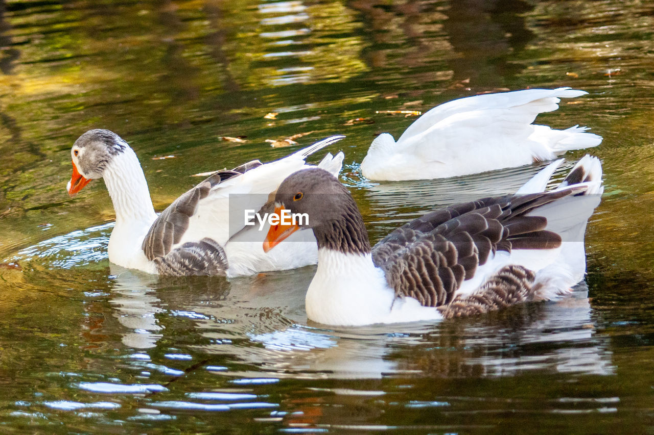 BIRDS IN LAKE
