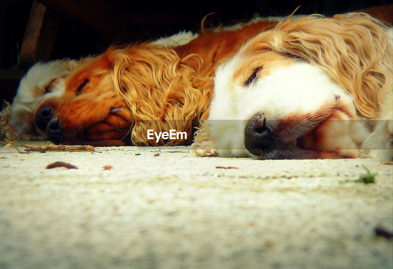 Dogs sleeping on floor
