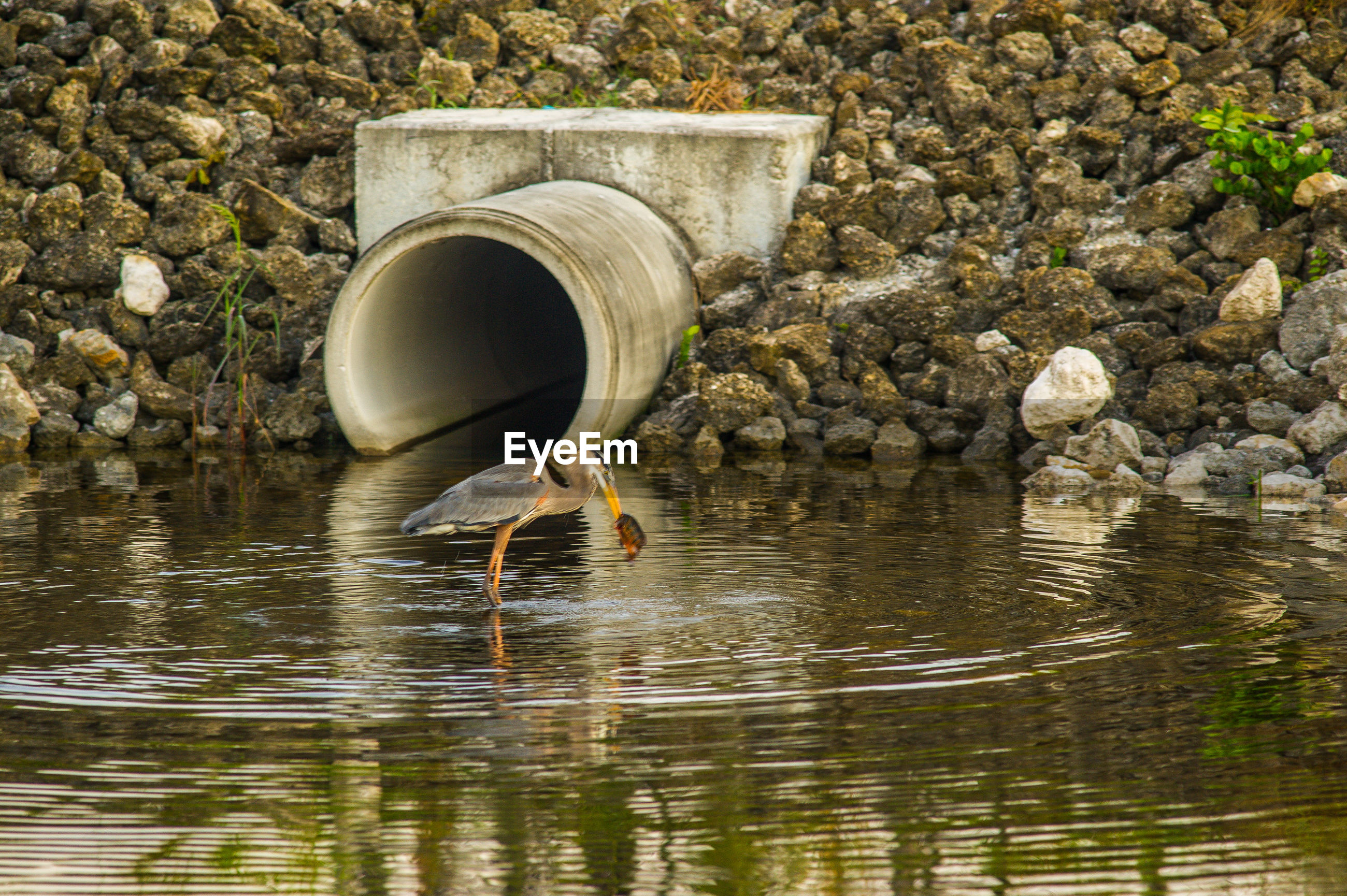 bird-drinking-water-id-151793410