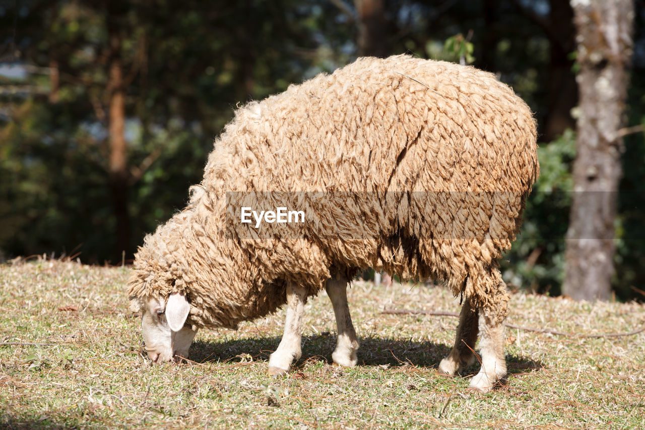 VIEW OF A SHEEP GRAZING IN A FIELD