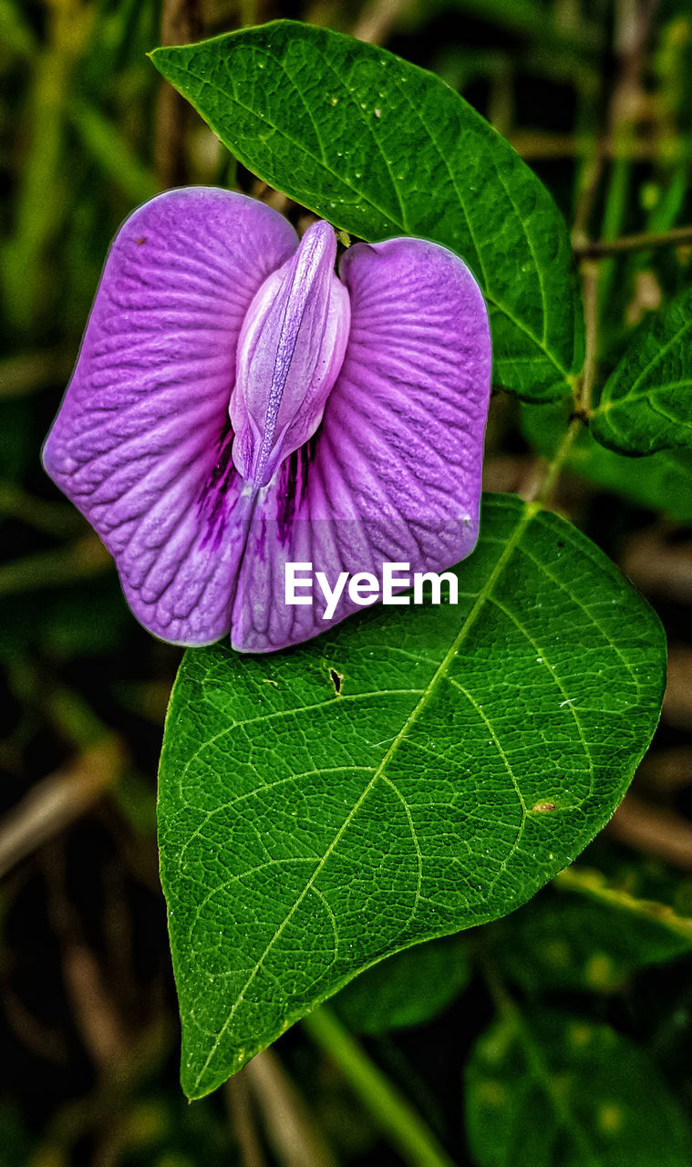 Close-up of purple flowering plant