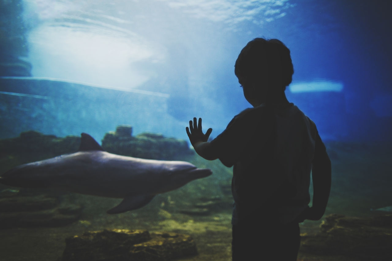 Silhouette boy looking fish swimming in aquarium