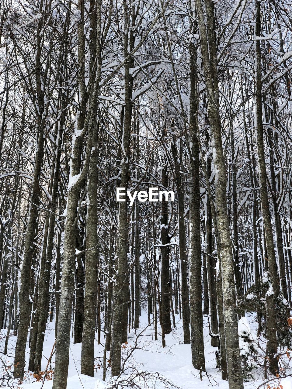 LOW ANGLE VIEW OF BARE TREES IN SNOW