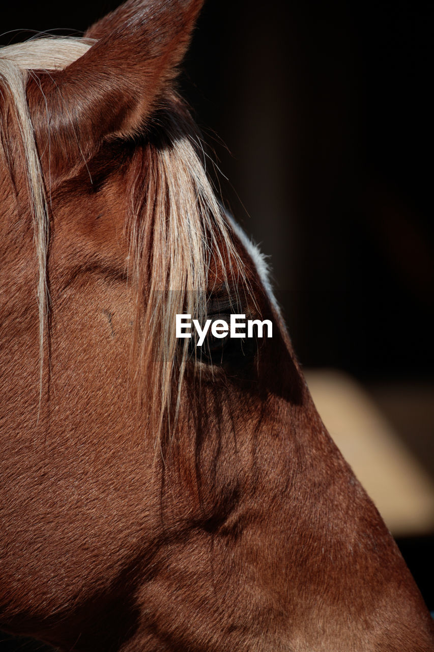 Horse close up