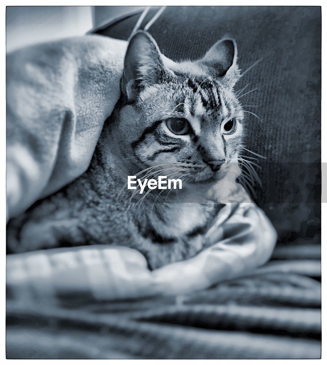 Close-up portrait of cat
