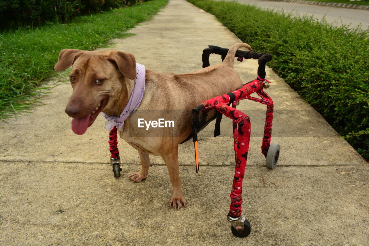 Dog standing on footpath,  disbled dog