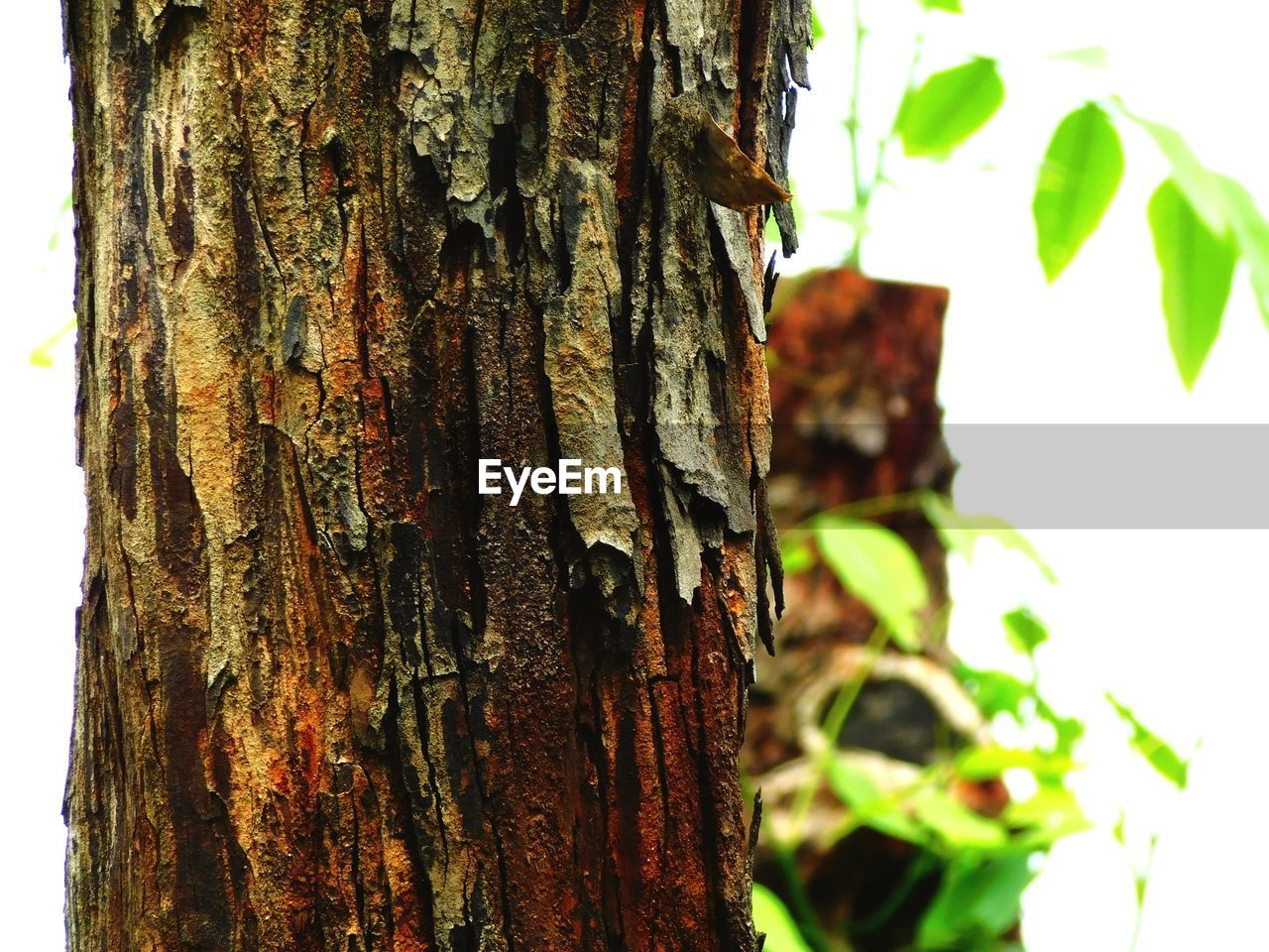 CLOSE-UP OF TREE TRUNKS