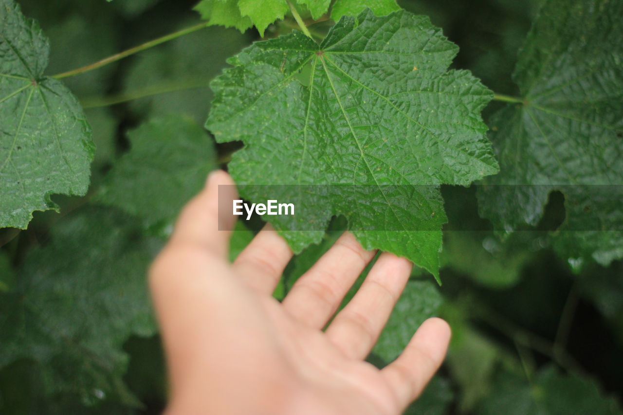 Close-up of hand holding leaves
