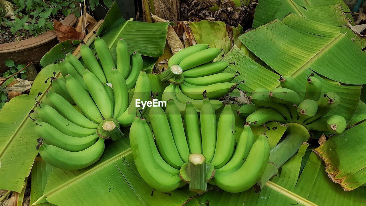 High angle view of bananas on leaves