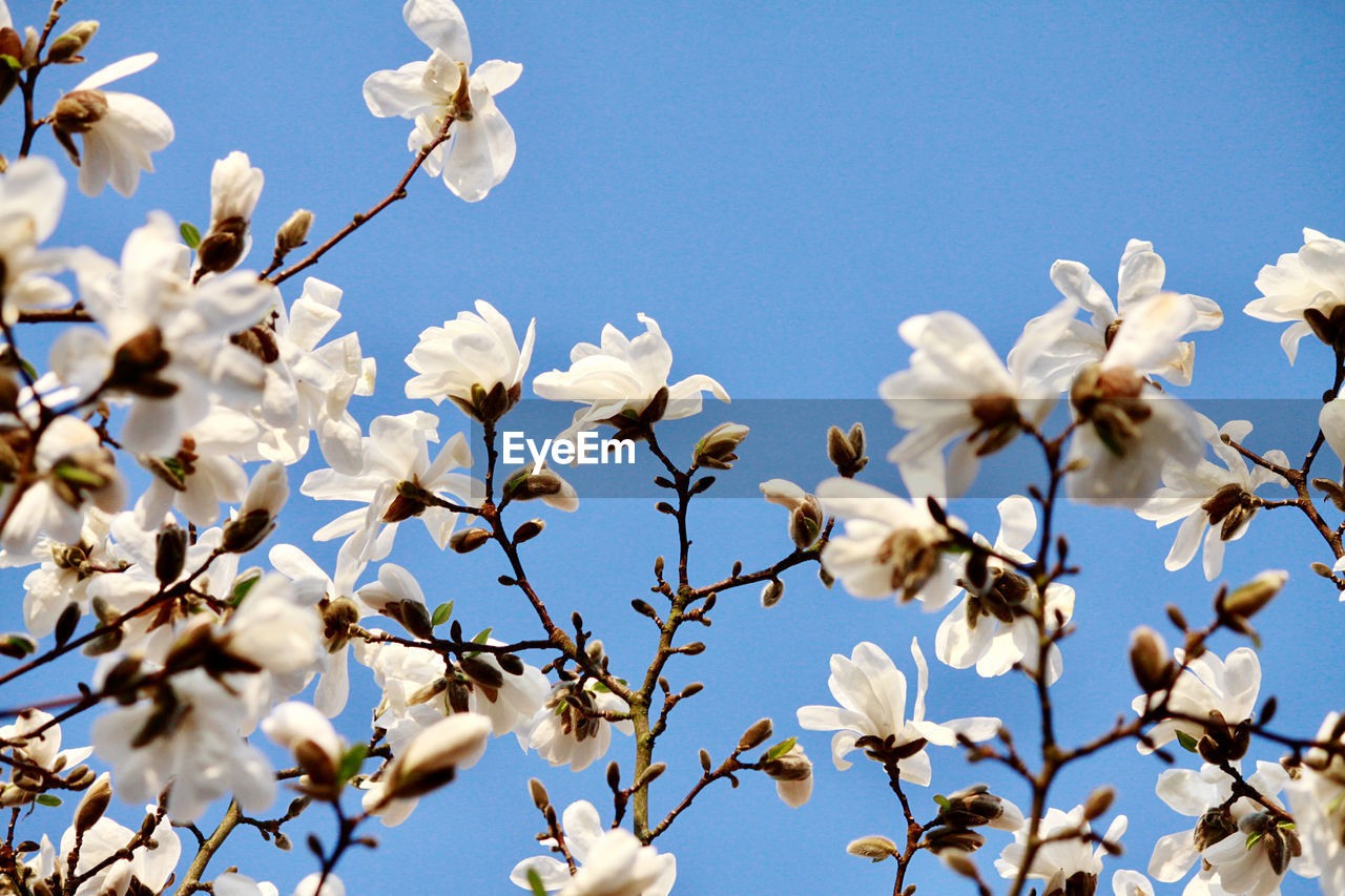 close-up of white cherry blossom