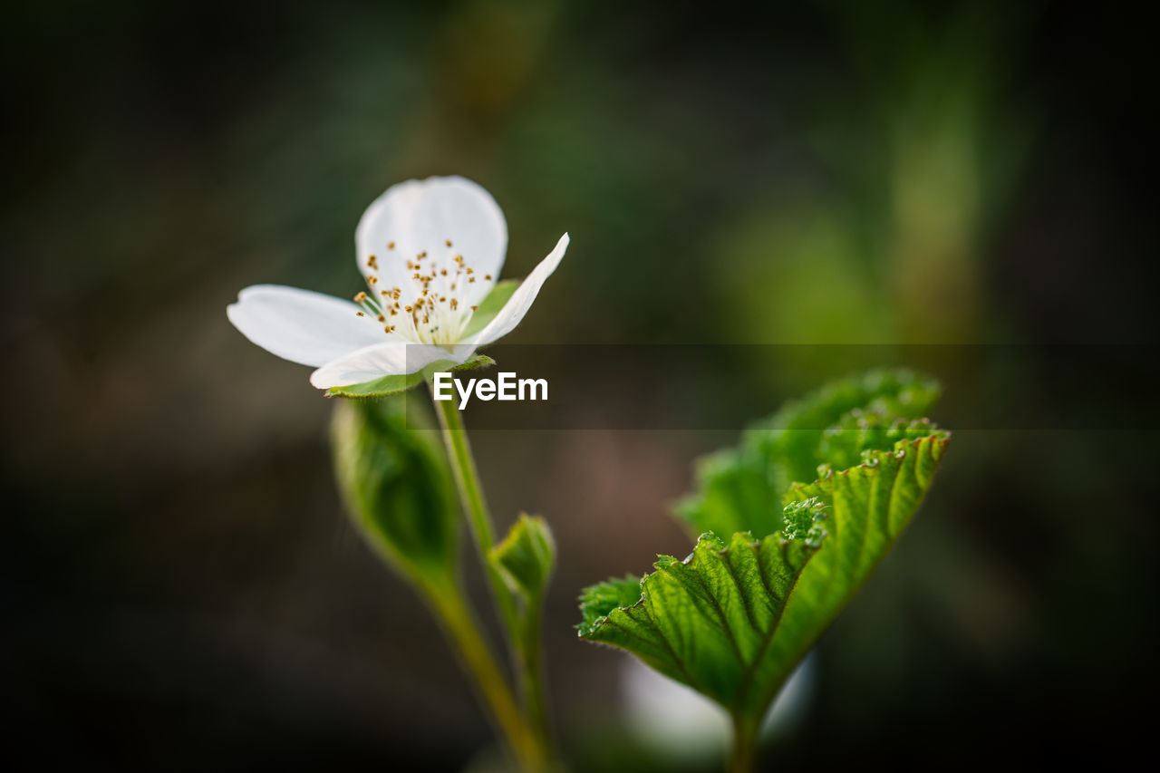 Close-up of white flowering plant