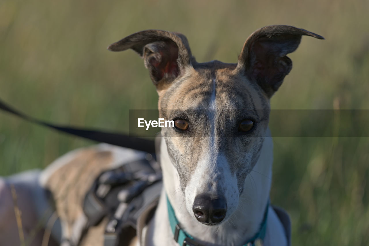 Symmetry and two tone color makes this portrait of a greyhound staring directly at the camera
