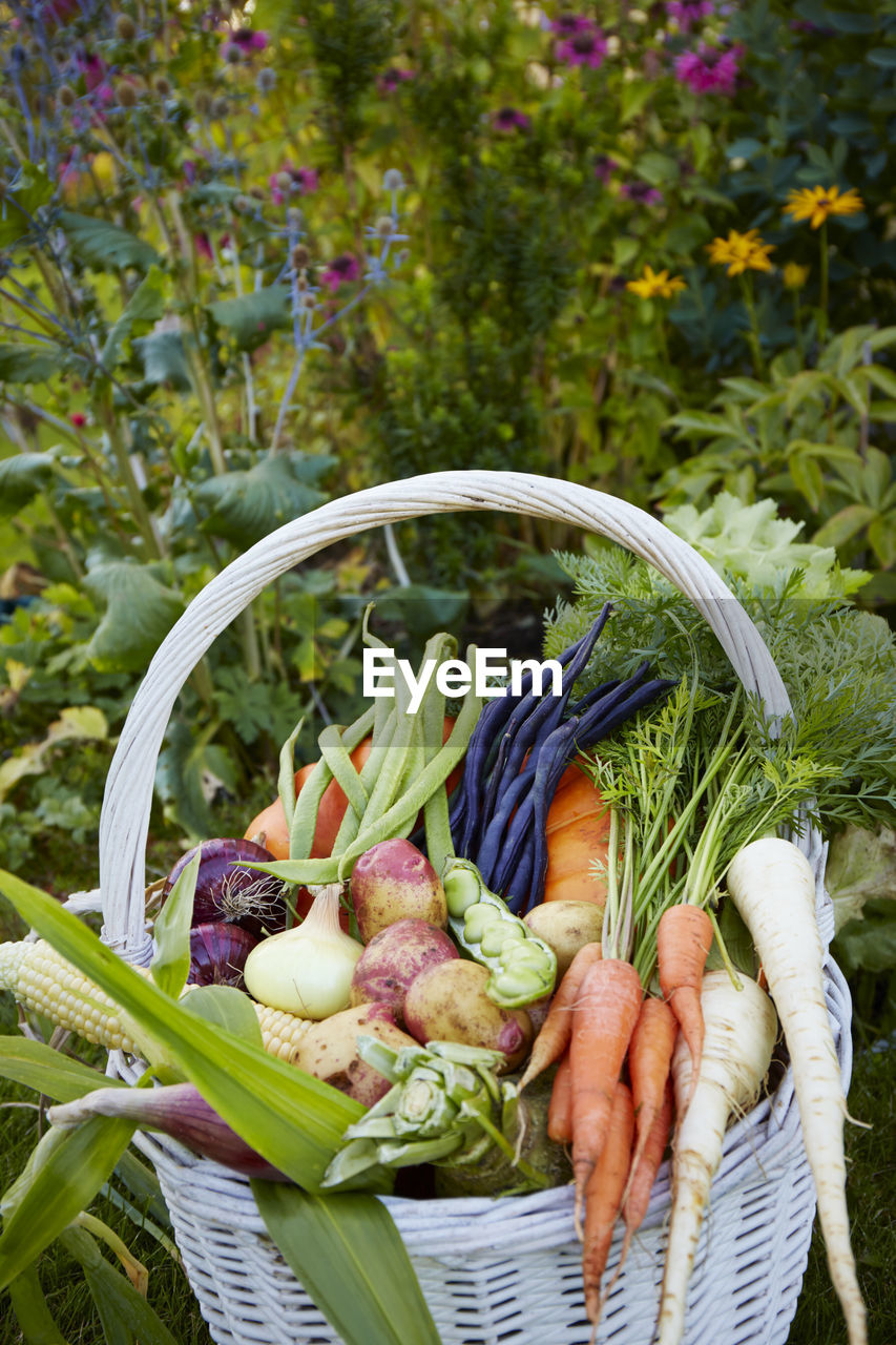 HIGH ANGLE VIEW OF FRESH VEGETABLES IN BASKET ON WICKER