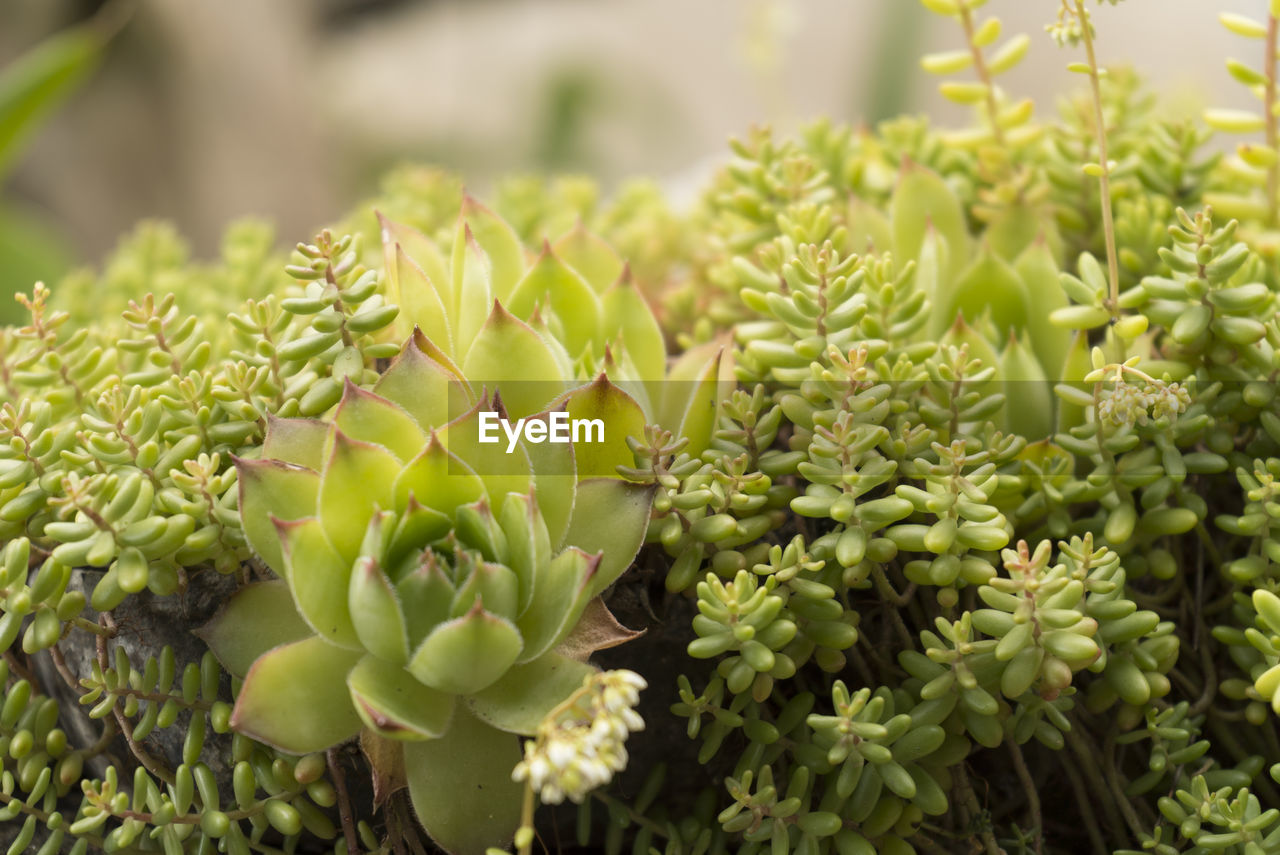 Close-up of succulent plant