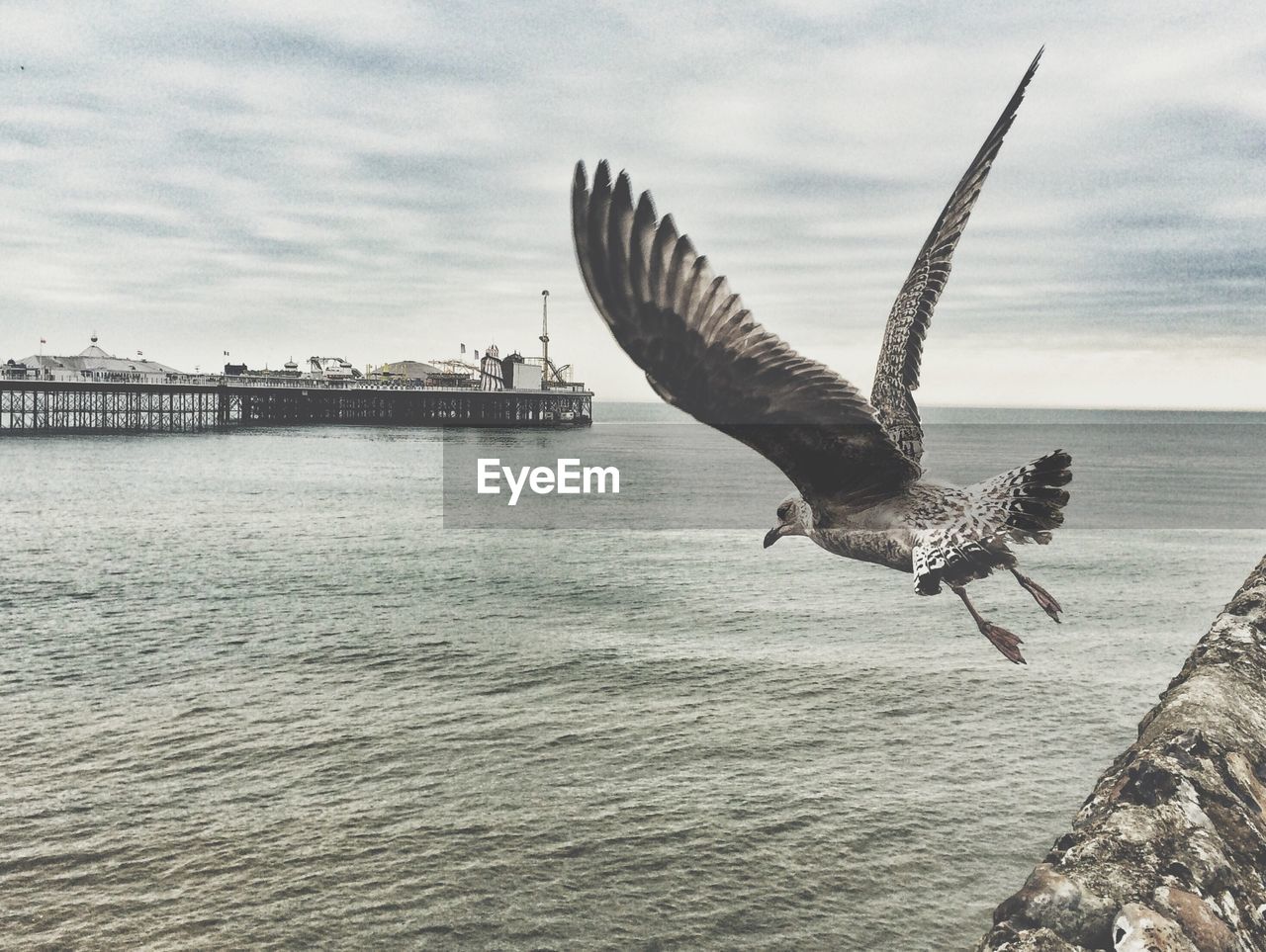 Seagull taking off