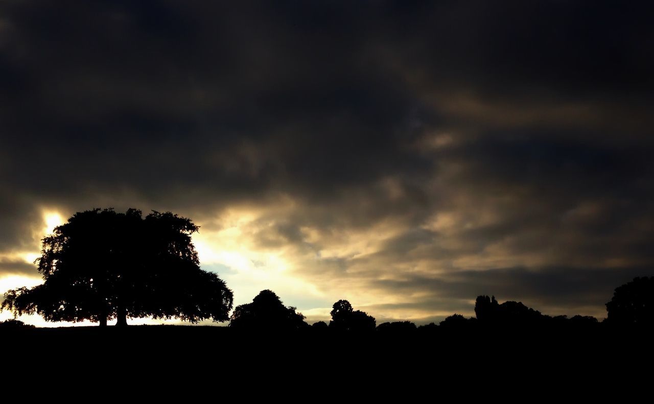 SILHOUETTE OF TREES AT SUNSET