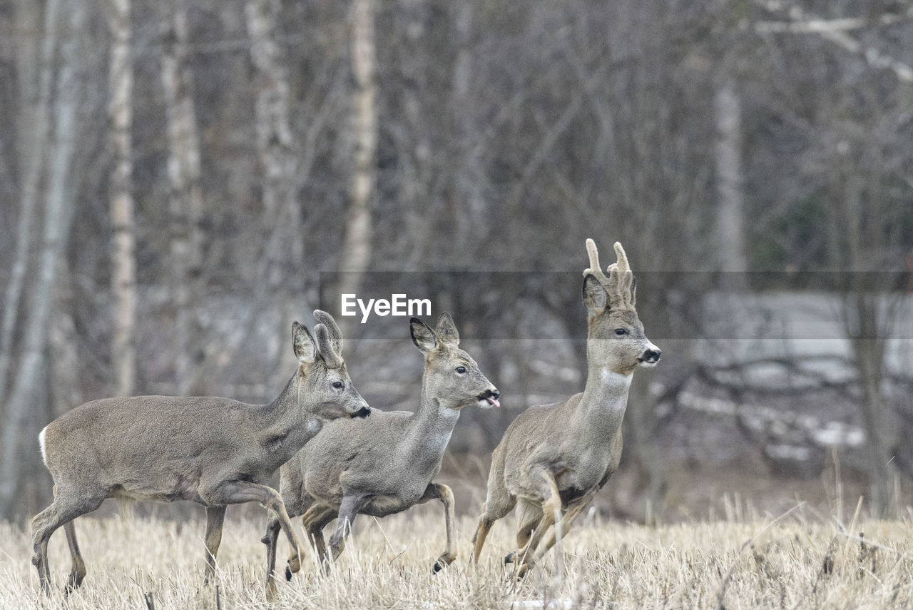 Running deers on field