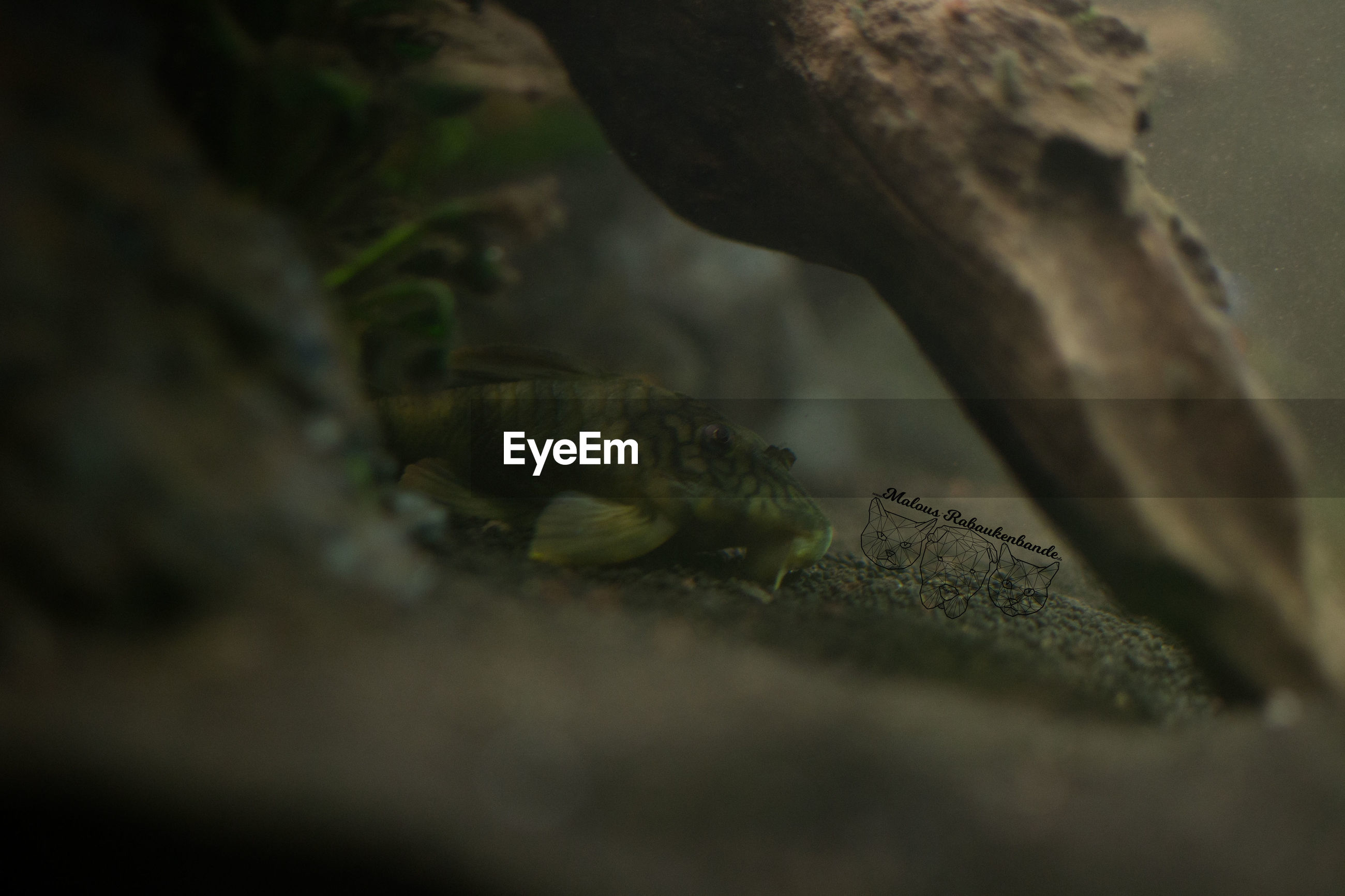Fish No People Outdoors Aquarium Aquarium Life Fish Eyeem
