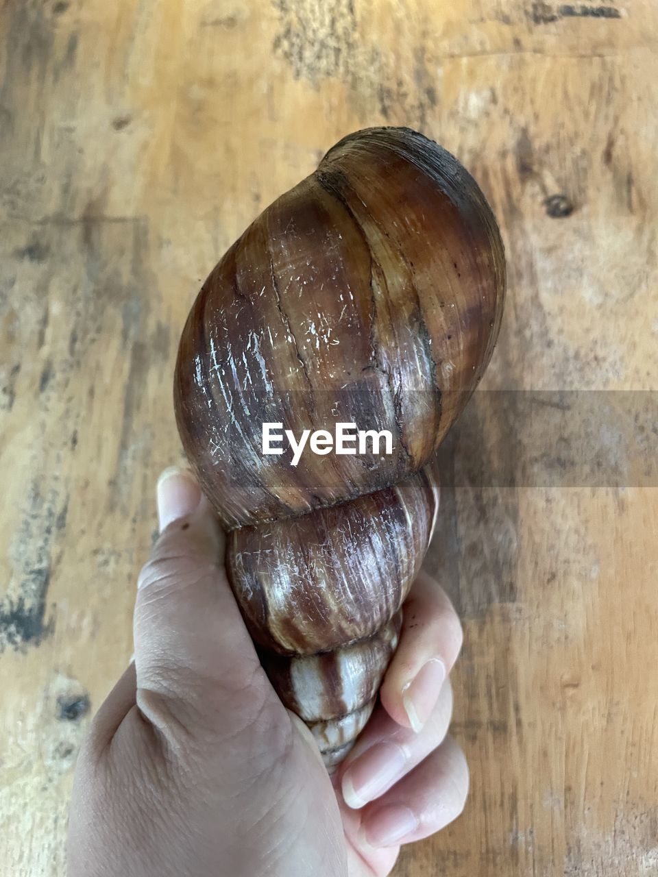Cropped hand holding big snail