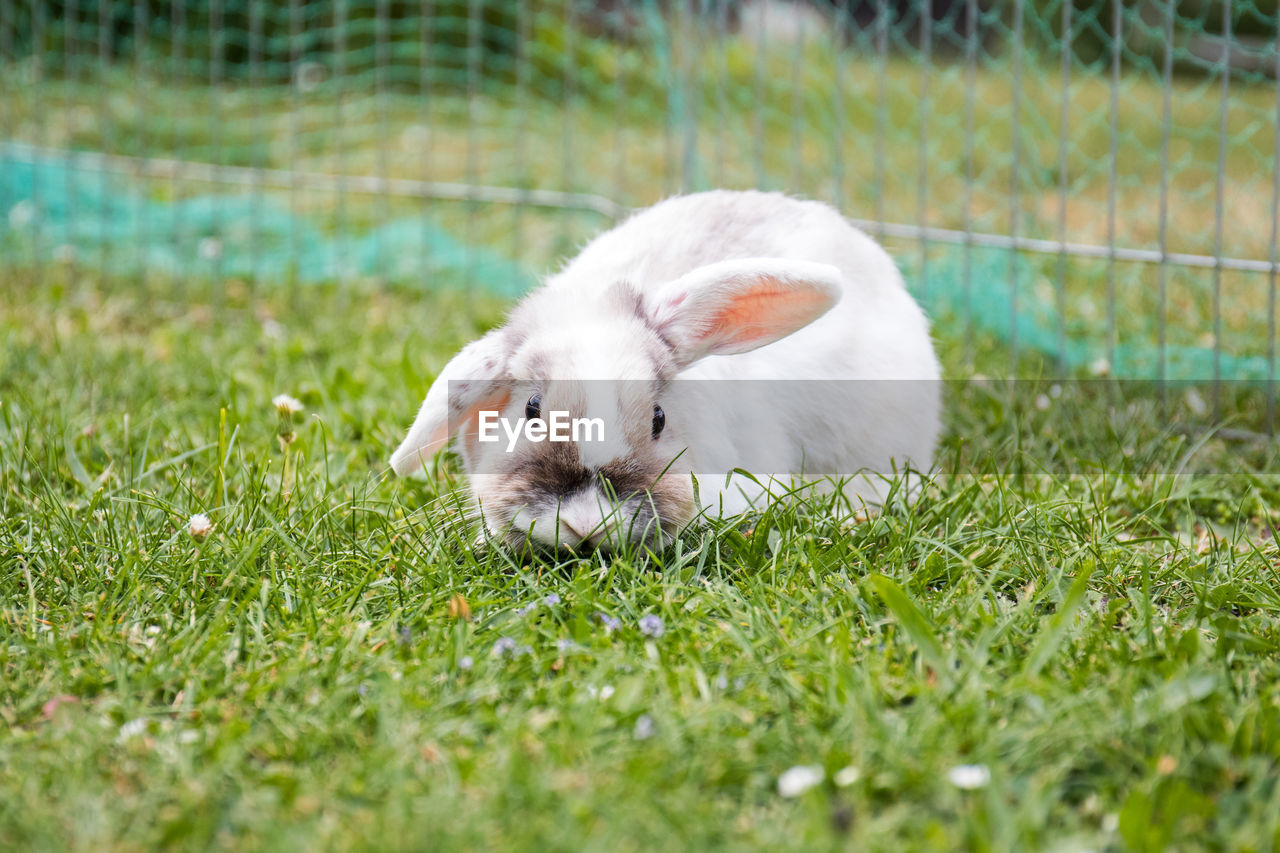 Rabbit in a field