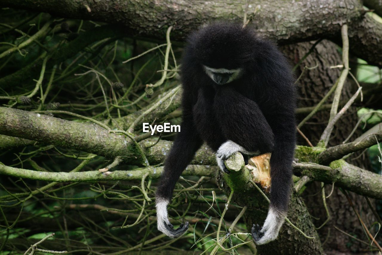 Columbian spider monkey 