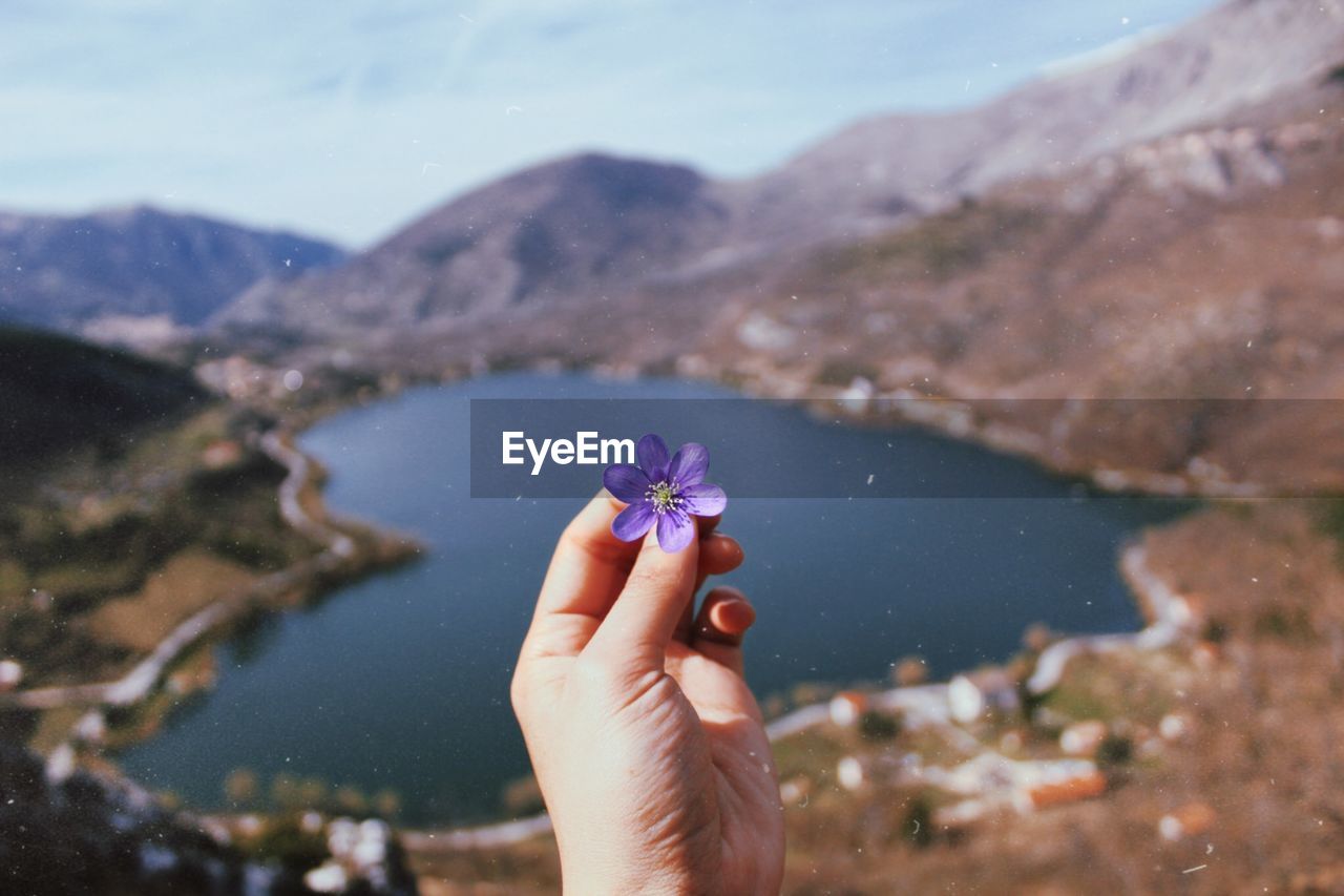 Cropped hand holding purple flower against lake amidst mountains