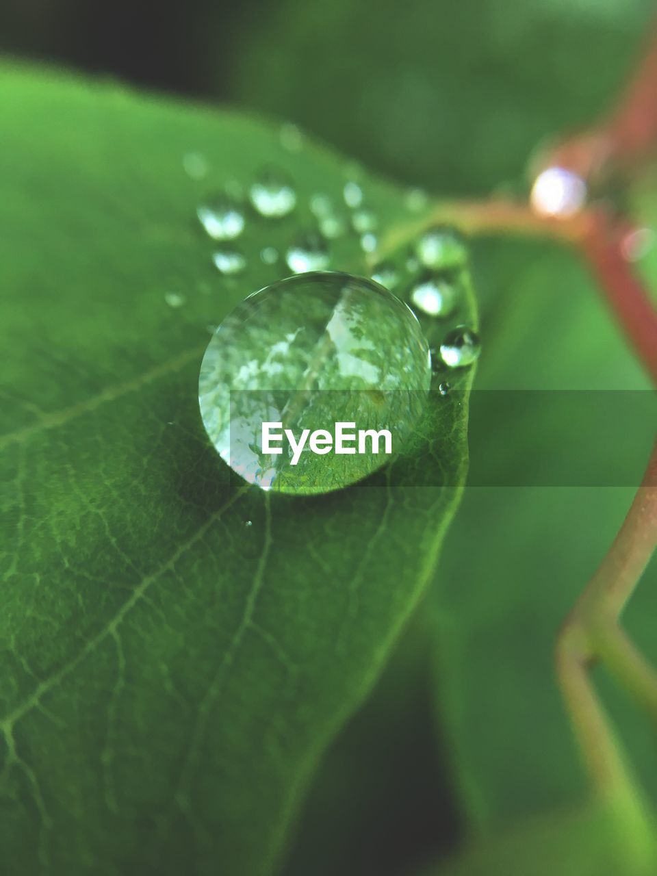 CLOSE-UP OF WET GREEN LEAF ON PLANT
