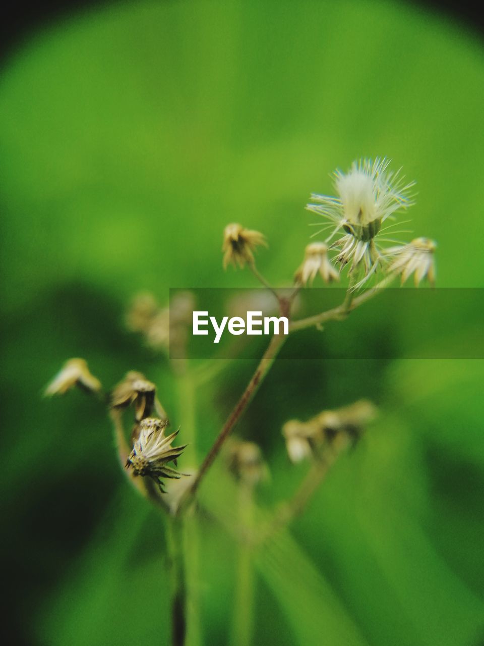 CLOSE-UP OF DANDELION ON GREEN PLANT