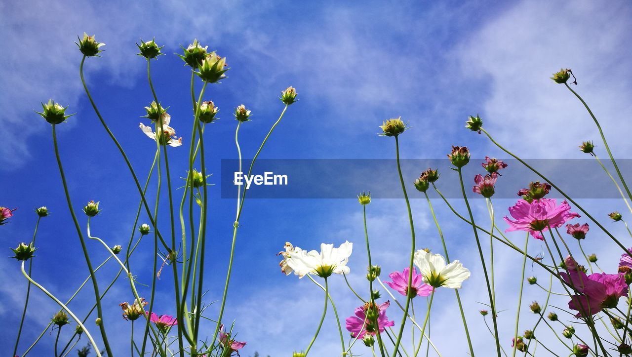LOW ANGLE VIEW OF PURPLE FLOWERING PLANTS AGAINST BLUE SKY