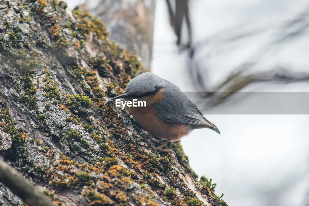 Eurasian nuthatch. close-up of bird perching on a tree