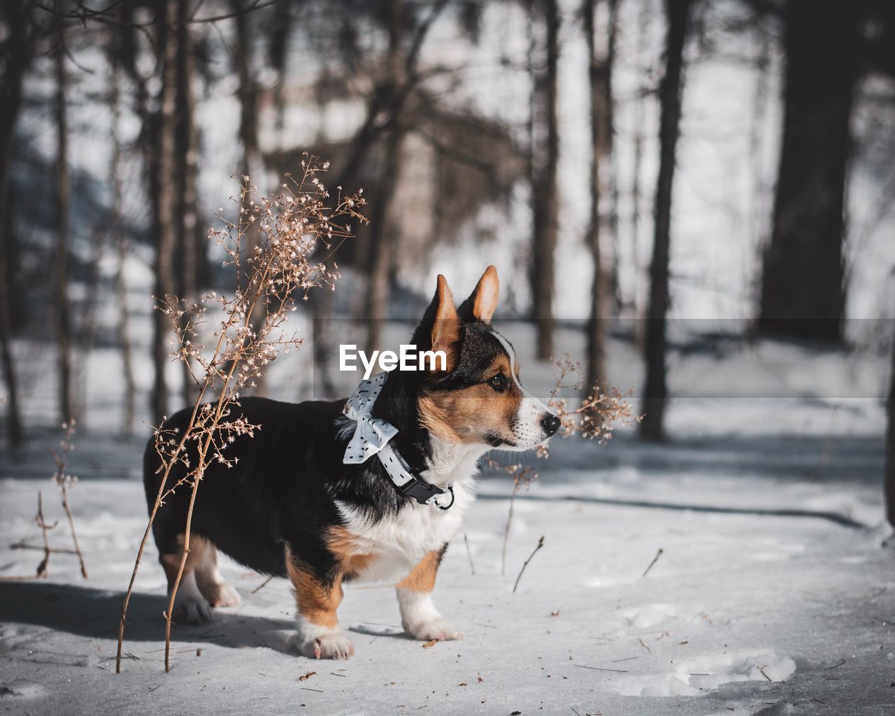 Side view of dog looking away while standing on snow