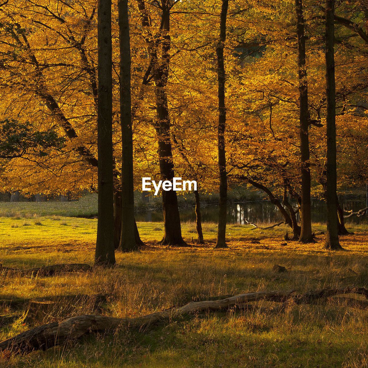 Trees in forest during autumn