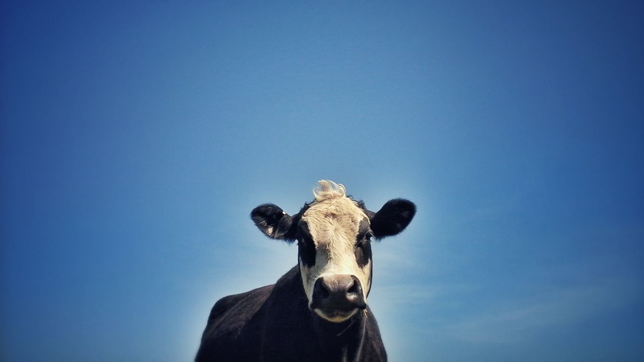 Portrait of cow against sky
