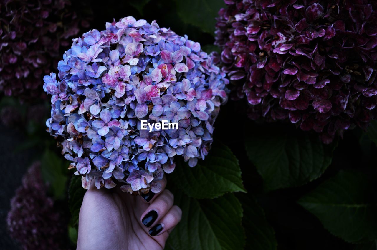 Cropped hands of woman holding purple flowers blooming outdoors