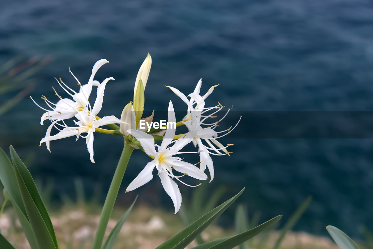 Close-up of white flowering plant against blue ses
