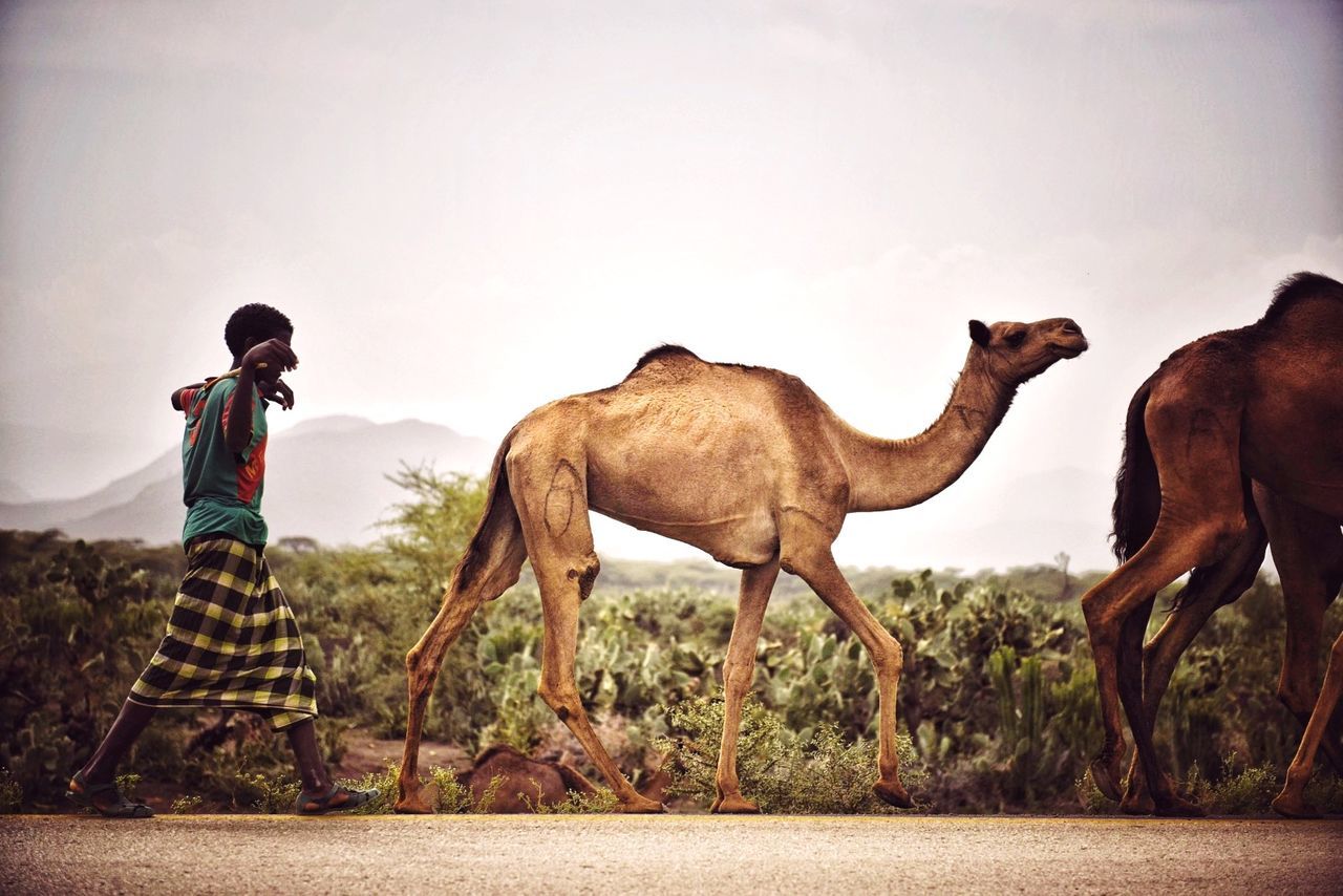 Side view of man walking behind camels on field