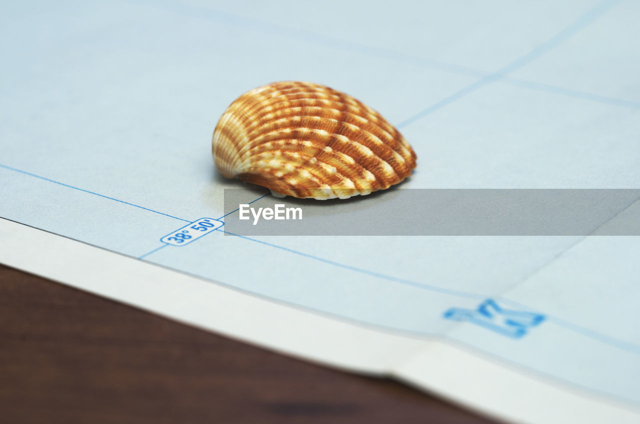 HIGH ANGLE VIEW OF SEASHELL ON PAPER